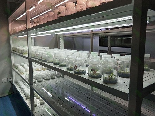 光山植物组织培养实验室设计建设方案